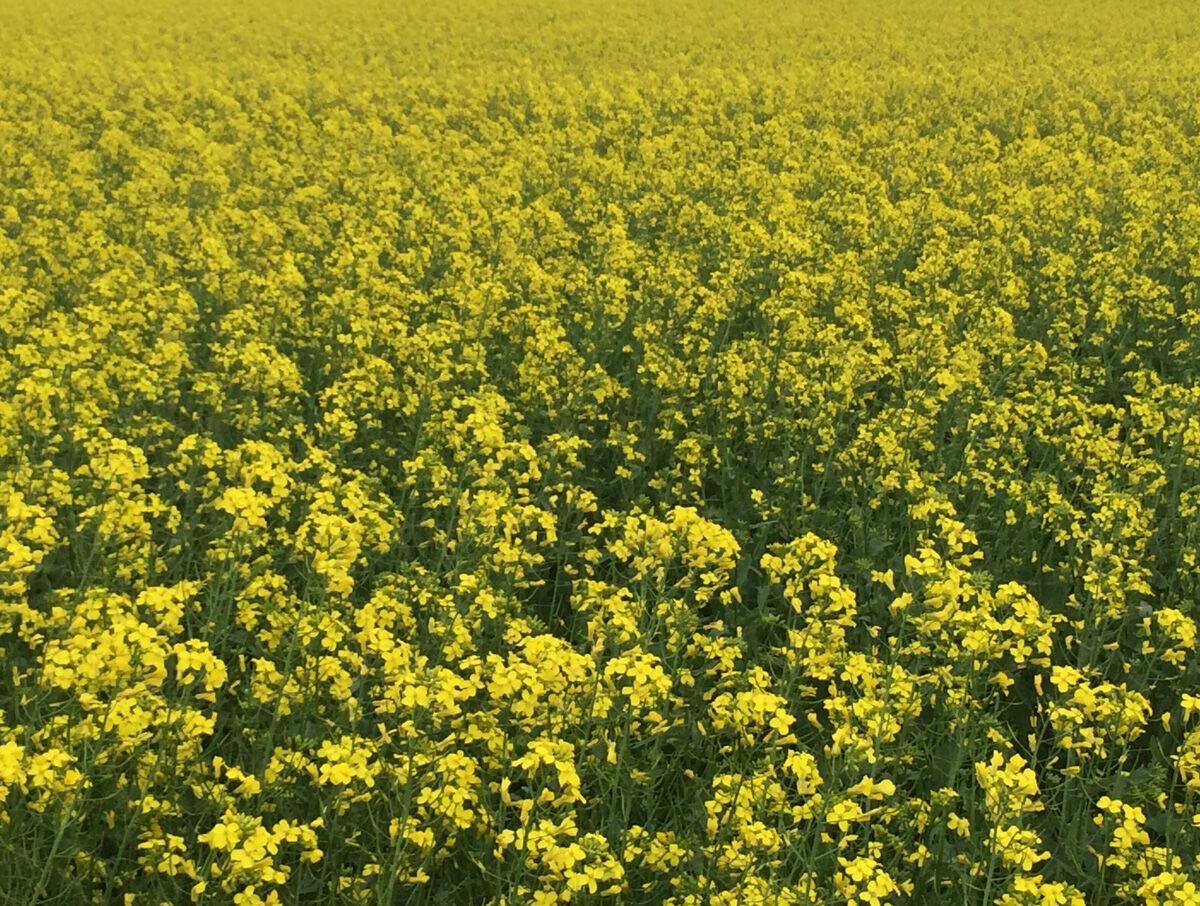 Oilseed checkoff