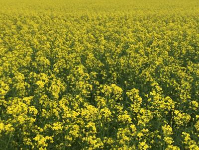Oilseed checkoff