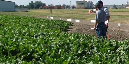 Sugarbeets