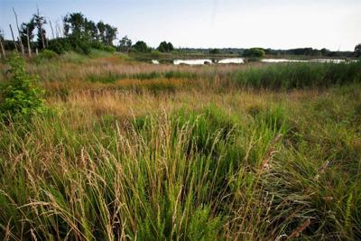 Wetlands