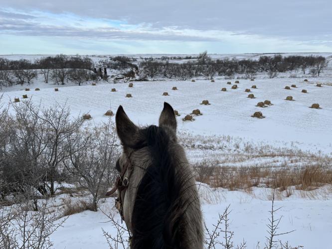 Checking out bales