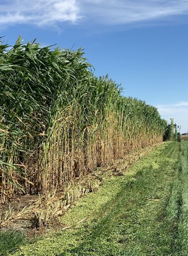 Sorghum in field