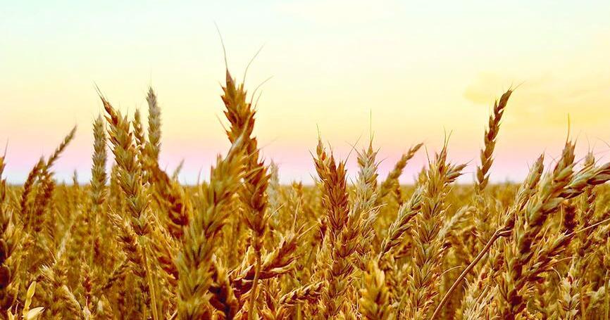 Decker working to wrap up harvest
