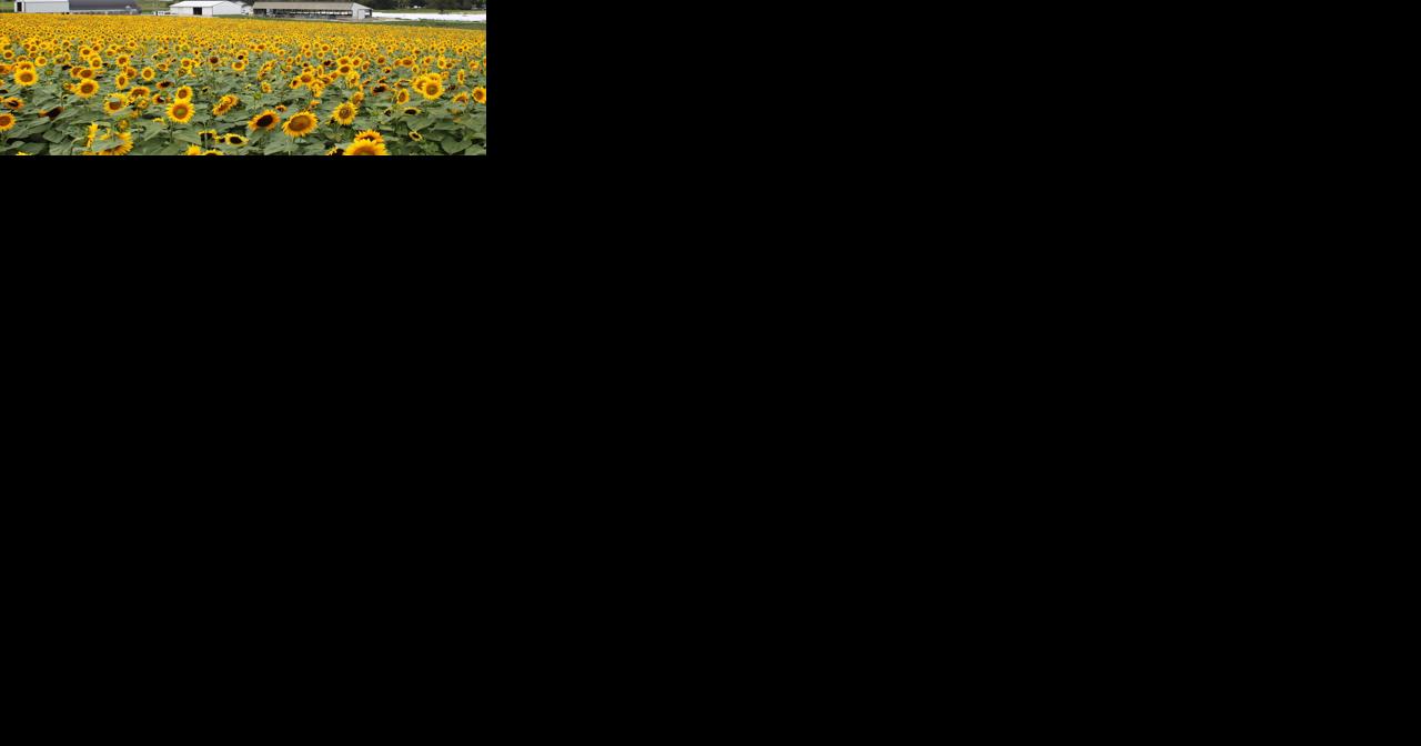Sunflower crop insurance price discovery continues - Vimarsana News