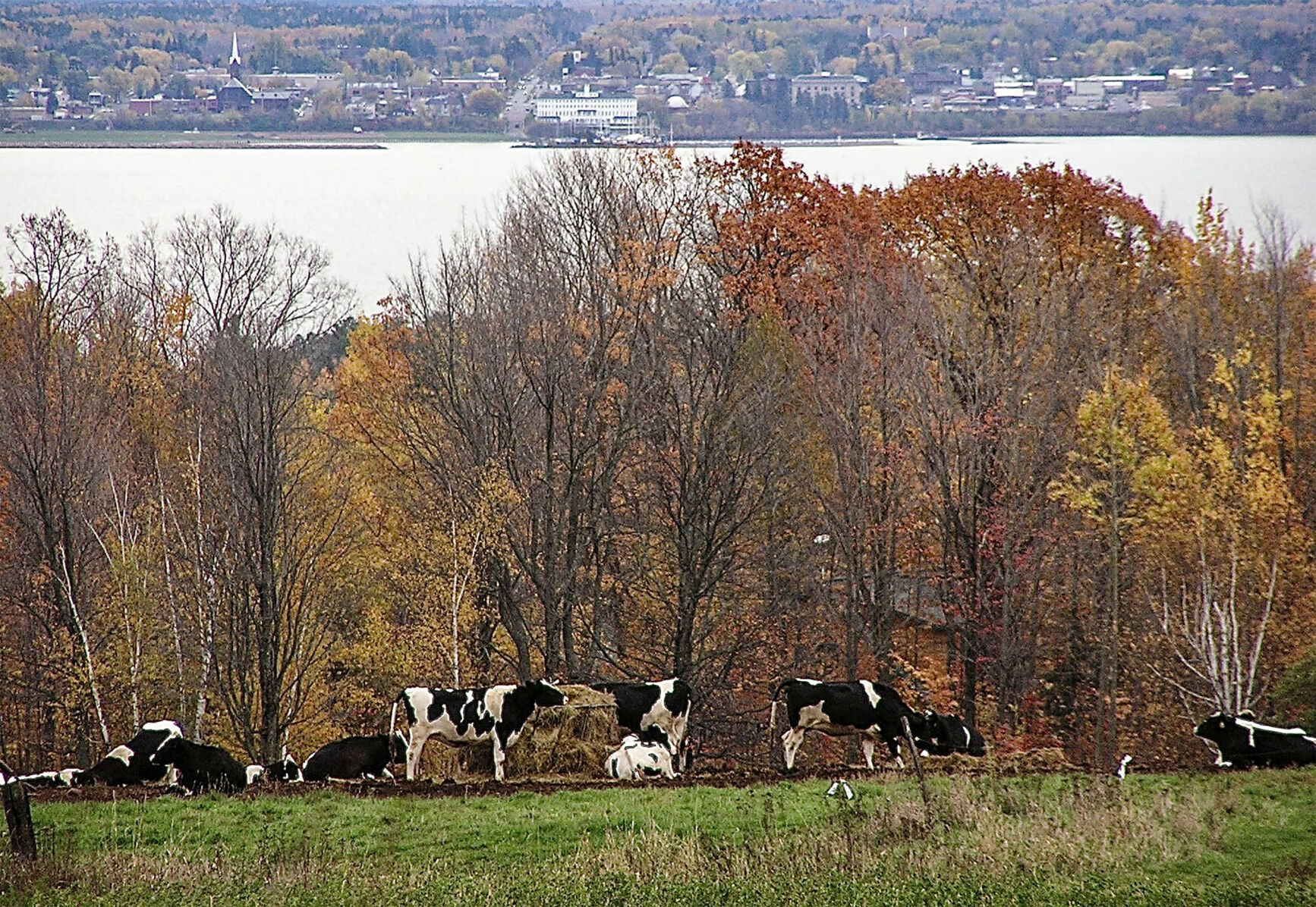 Dairy cows