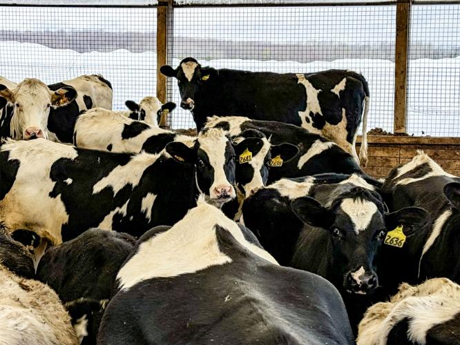 Dairy cattle