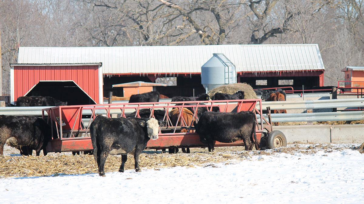 Winter feedlot