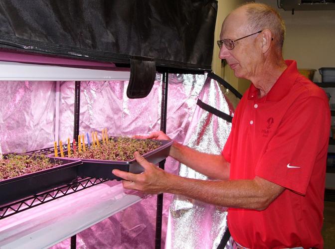 Alfalfa breeder checks seedlings