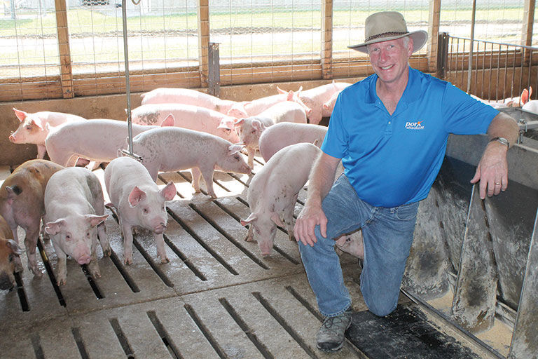 Scott Phillips checks pigs