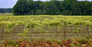 Vineyard