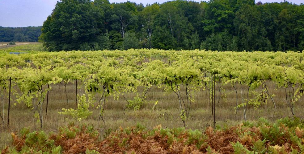 Vineyard