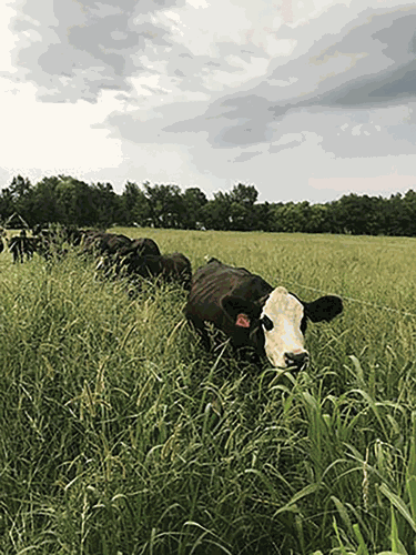 cattle in pasture