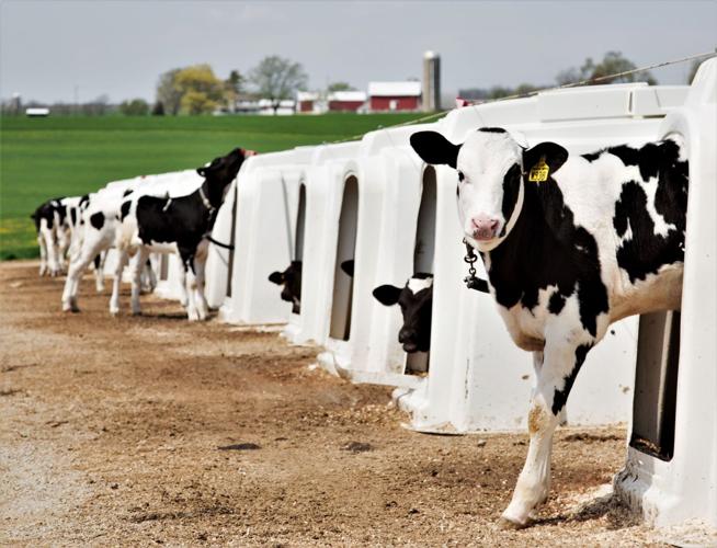 Holstein calves and hutches
