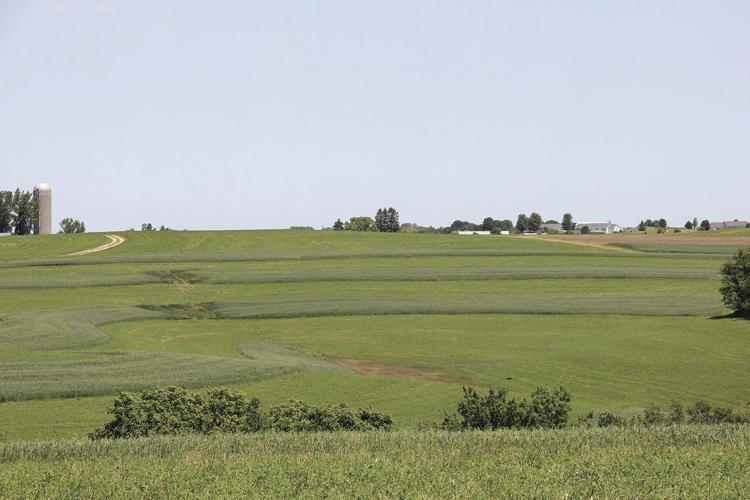 Contour strips at Hamburg Hills Farm