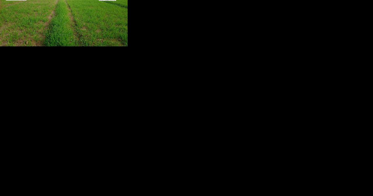 More yield, less water with EF Polymer - Vimarsana News