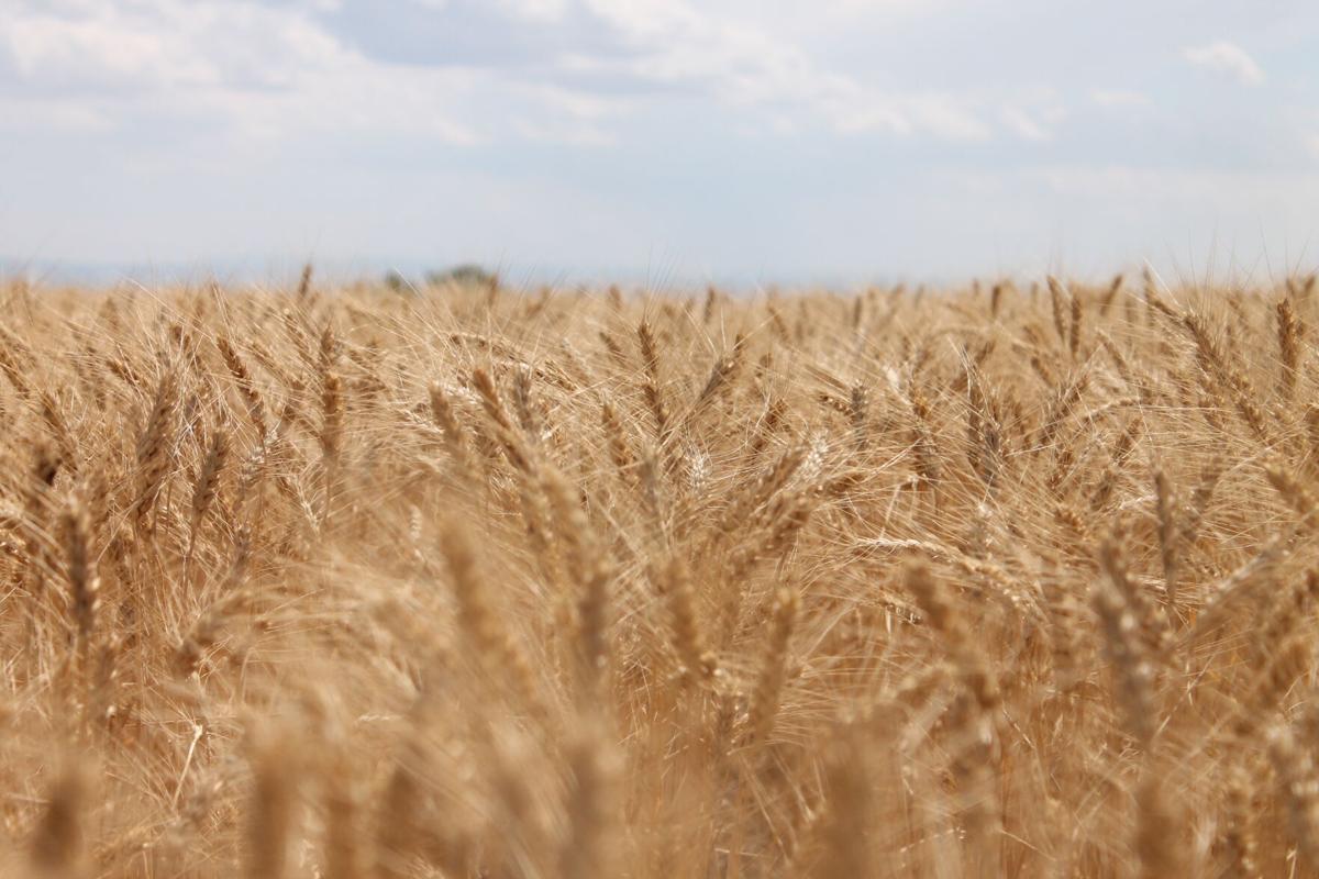 crop
