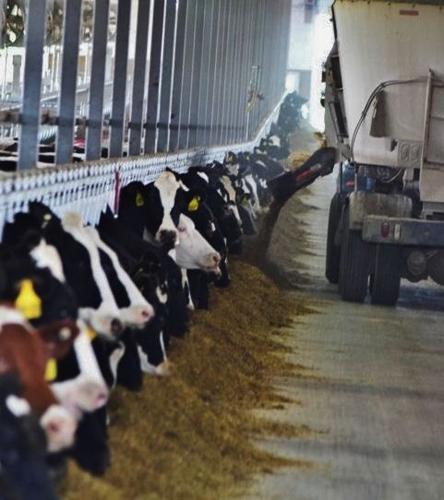 Feed delivery system at Statz Bros. dairy farm