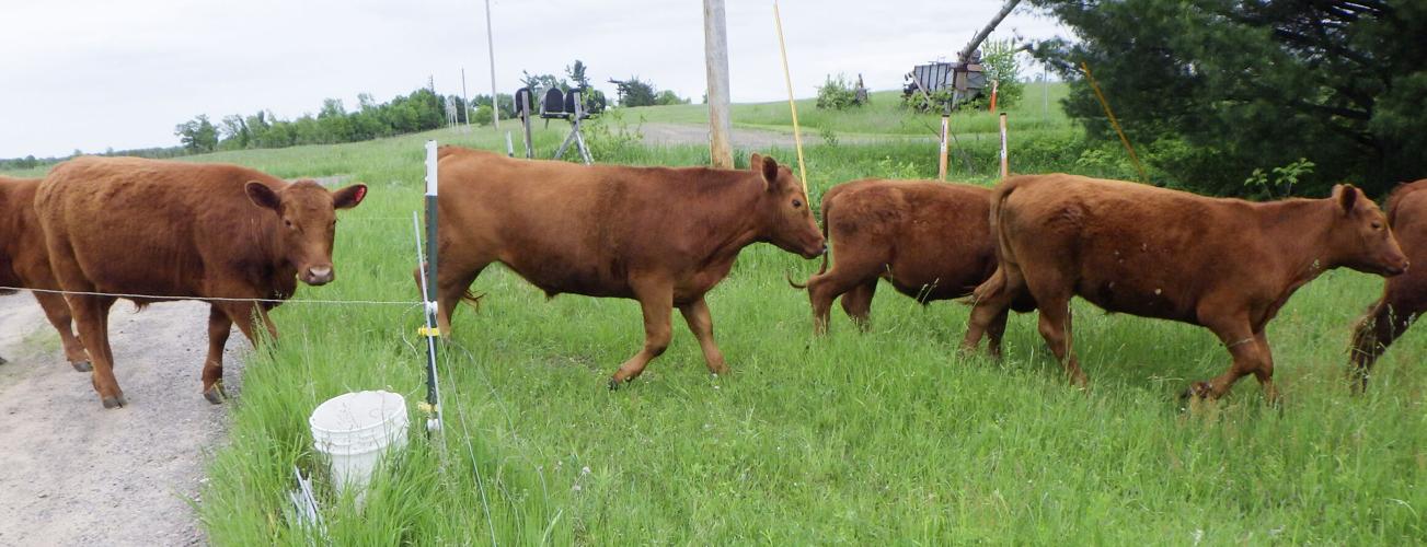 Beef cows