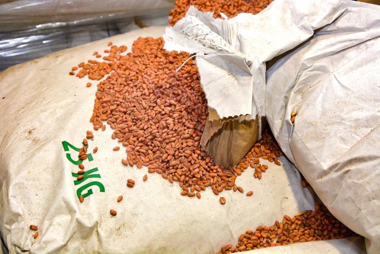 Animal feed