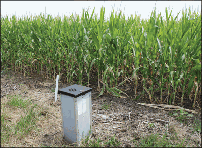 Crops grow in test plots