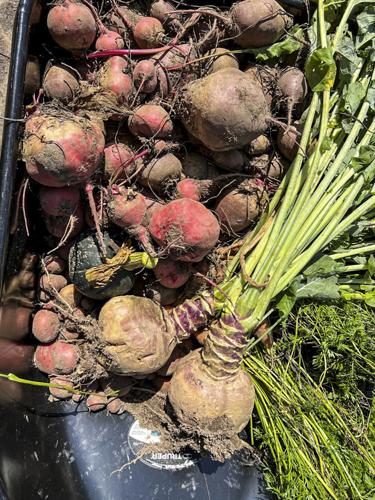 Potatoes and beets