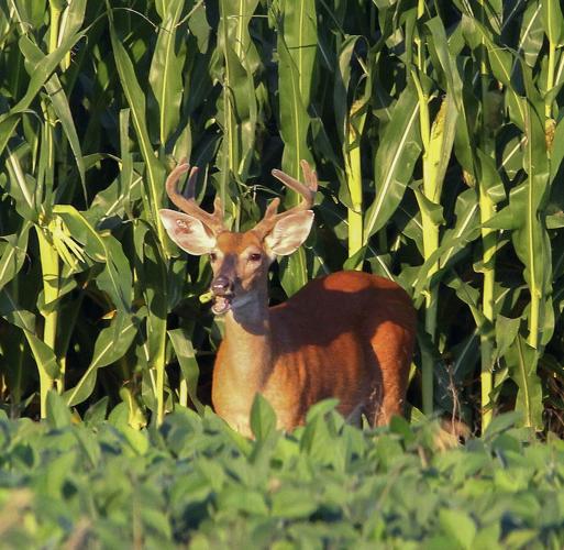Deer eats corn
