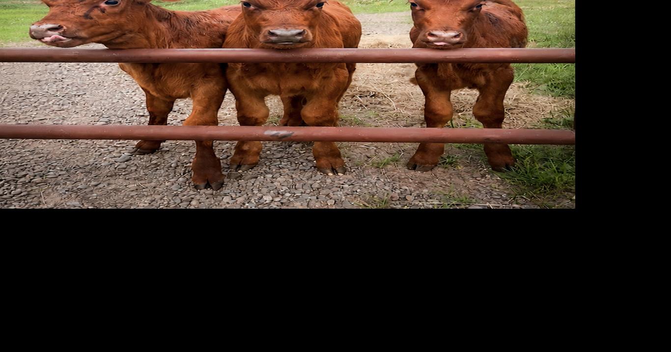 Red Angus mama surprises family