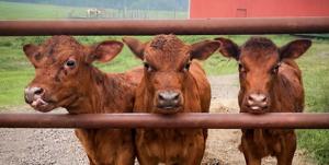 Red Angus mama surprises family