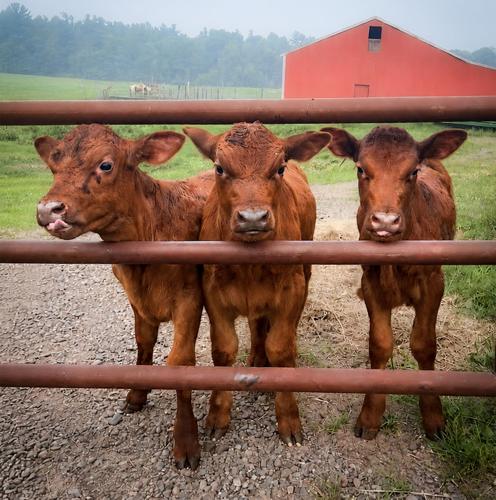 Clementine, Buck and Cleo