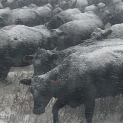 Doan cattle