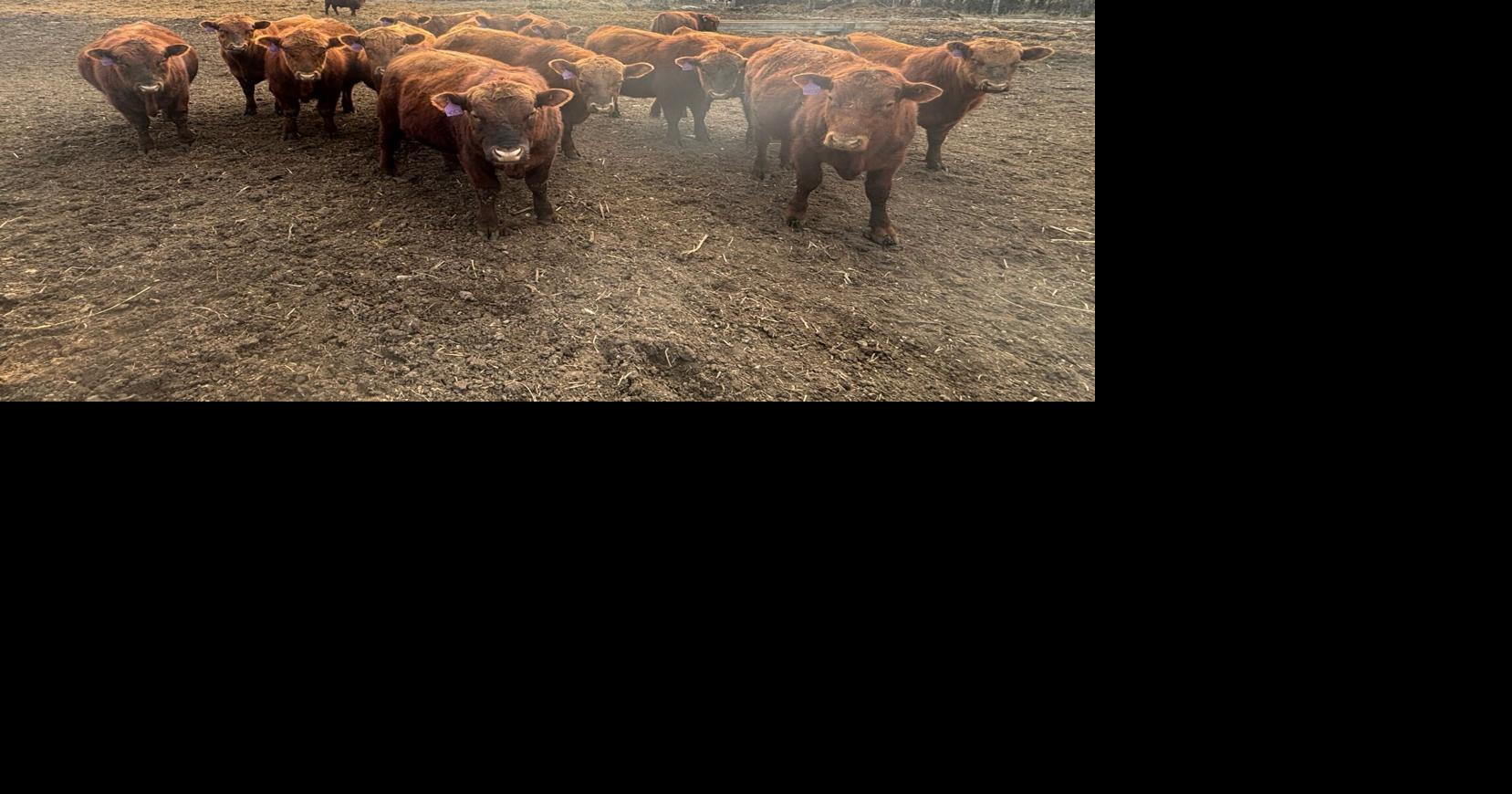 Kalberers prepare EPD data for second Stokka, Kalberer and Ogdahl online bull sale