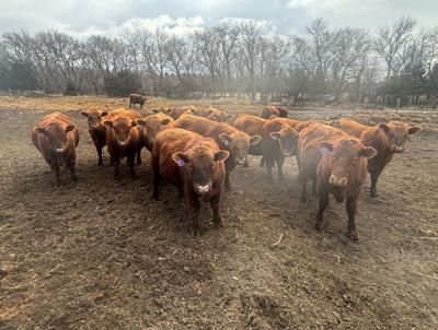 Red Angus Kalberer bulls in online sale
