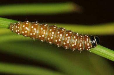 Different Types Of Moths In Wisconsin