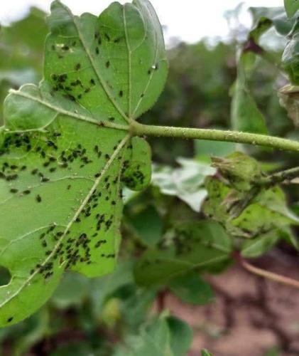 Aphids