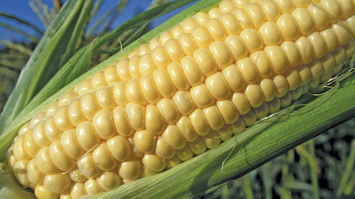 ear of corn