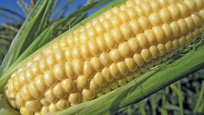 ear of corn