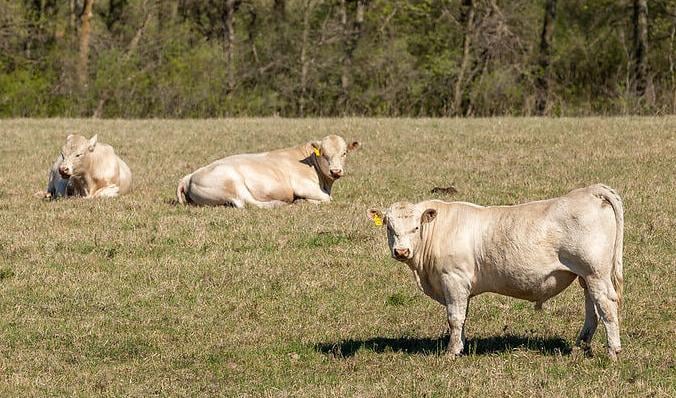 Cows in field