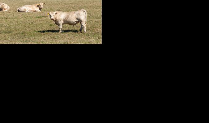 Cows in field