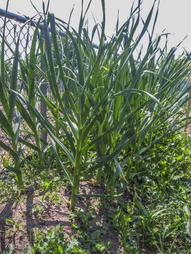 Garlic