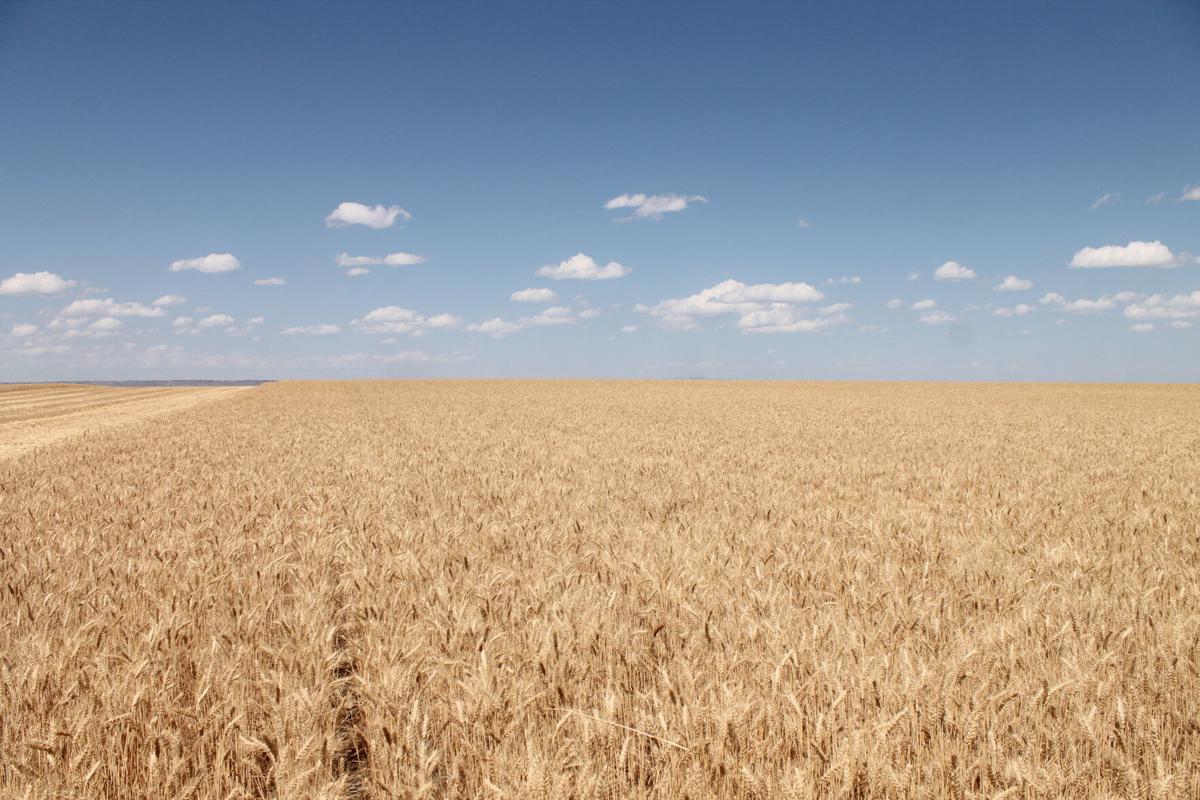 Seed treatment