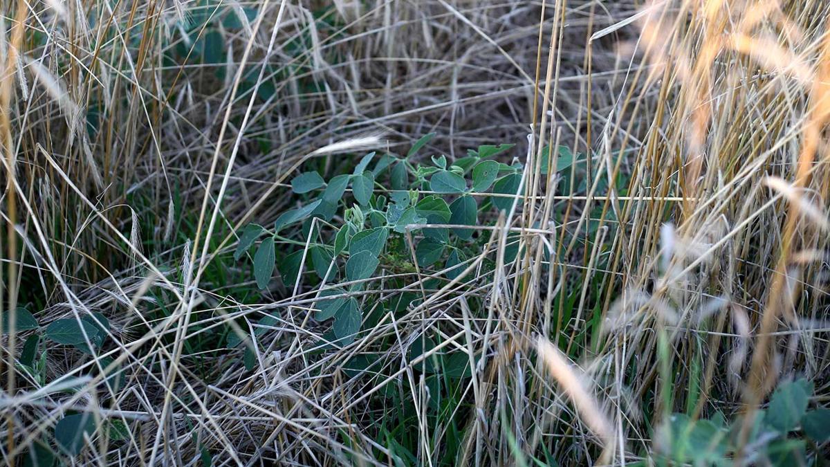 beans-in-rye-cover-crop