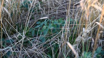 beans-in-rye-cover-crop