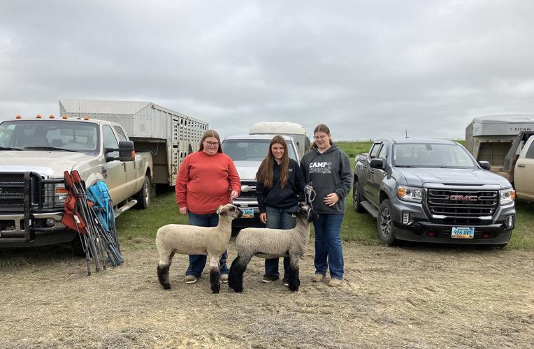 Show lambs at camp