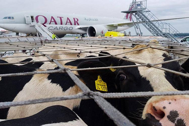 Baladna cows