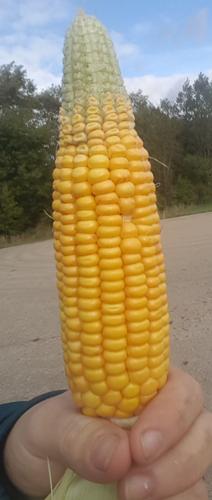 Corn cob underdeveloped