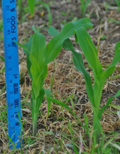 From the Fields: June 20 Wade Bulman