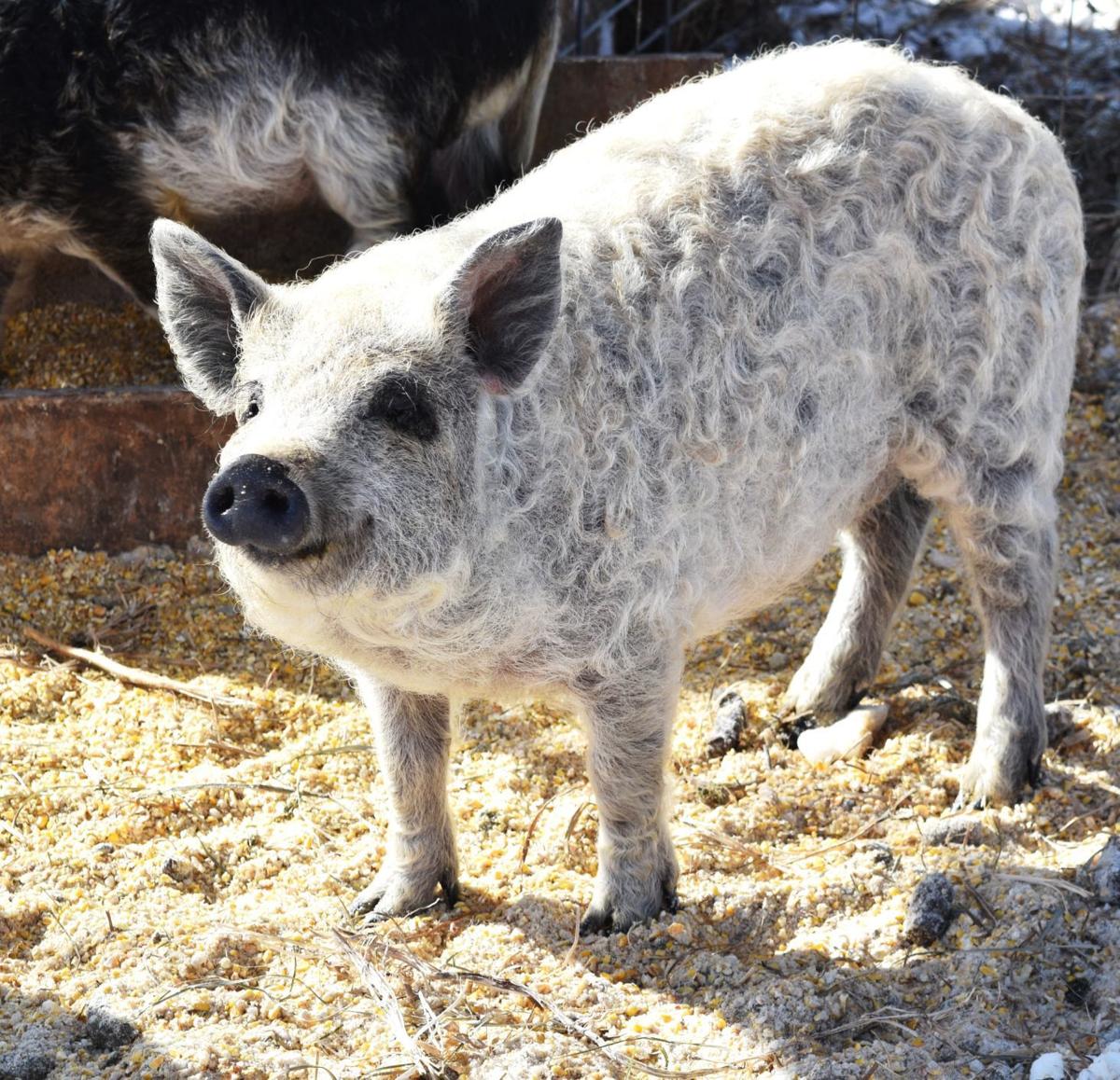 Happiness Is Pigs On Pasture Business Agupdate Com