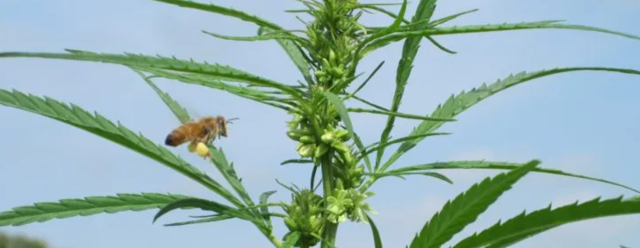 Bee approaches hemp plant