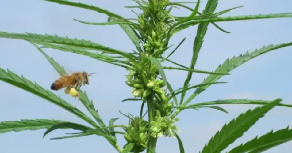 Industrial hemp reemerges as alternative