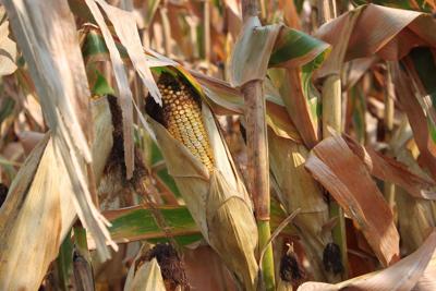 Corn ear near maturity (copy)